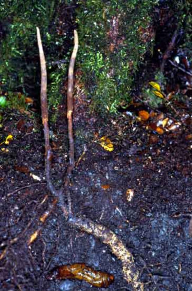 Peter Johnston took this photo of Ophiocordyceps robert in the field