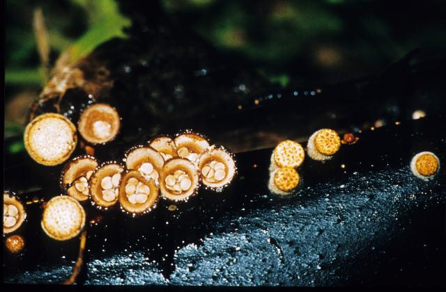 Crucibulum vulgare grow on the tree.