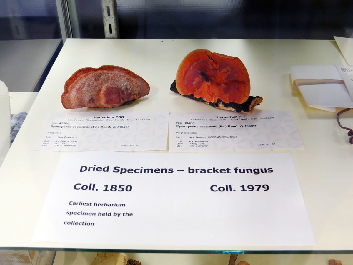 dried sample of PDD 40760 Pycnoporus coccineus displayed in the cabinet of PDD collection