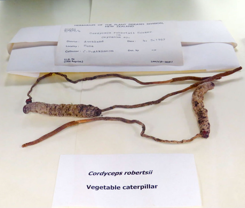 dried of PDD 20081 Ophiocordyceps robertsii displayed in the cabinet of PDD collection