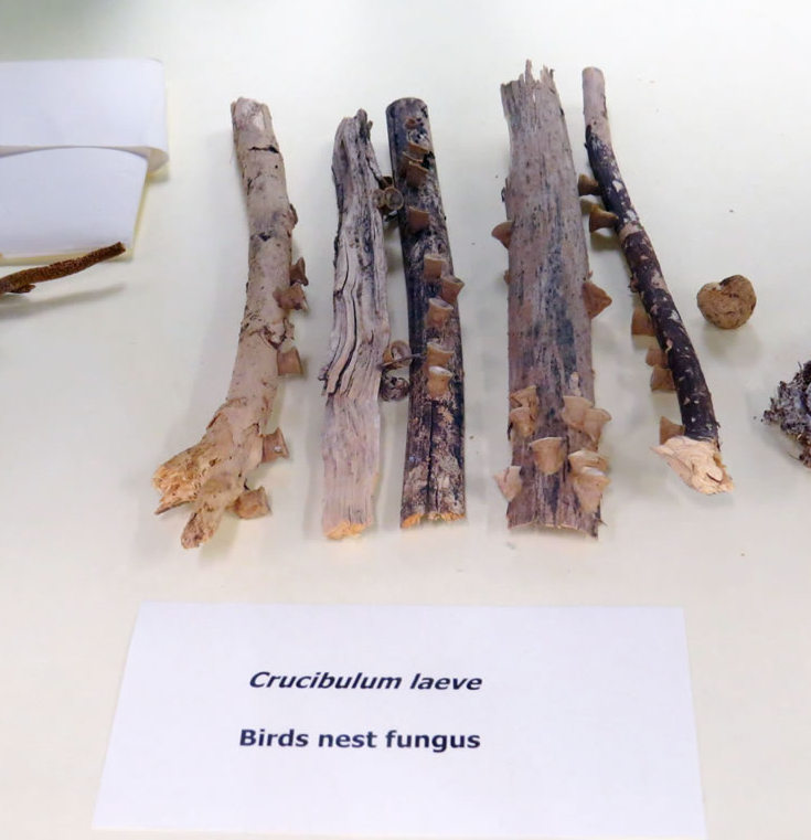 dried specimen of Birds nest fungus, Crucibulum Laeve, displayed in the cabinet of PDD collection 