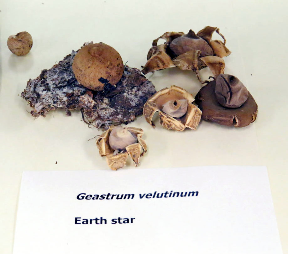Dried specimen of Earth star, Geastrum velutinum, displayed in the cabinet of PDD collection