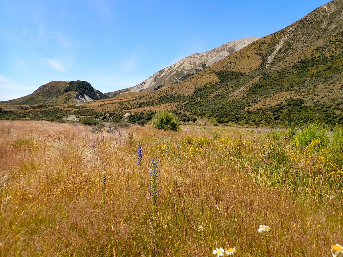 Banks of the Porter River, near Castle Hill, Canterbury, Jan 2020. The habitat may look wild and untouched, but the dominance of tall exotic grasses and weeds has extinguished native short-turf moths that were once present here.