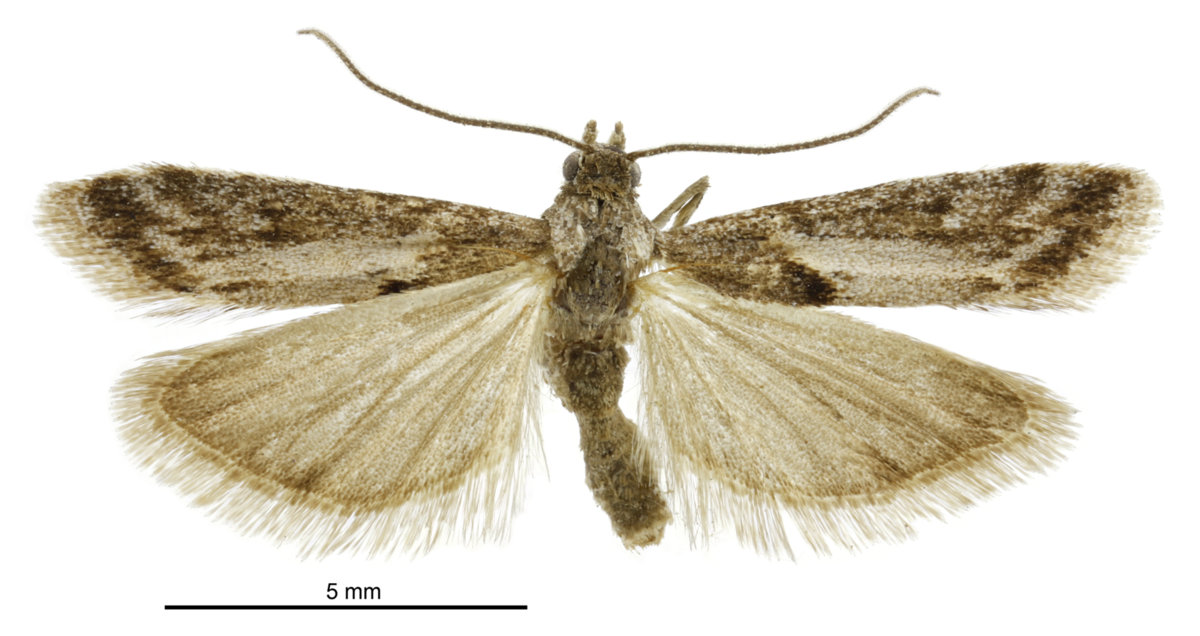 Sporophyla oenospora (Pyralidae). This endemic knot-horn moth has not been found in its favoured dryland short-turf habitats in Mackenzie and Central Otago since 2008 and is considered critically endangered