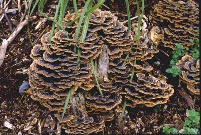 Ross Beever took this picture of Trametes versicolor