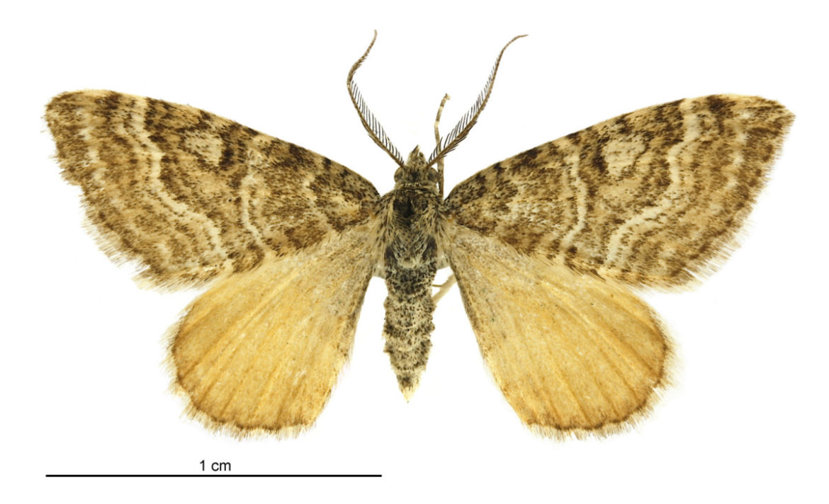 Xanthorhoe bulbulata Xanthorhoe bulbulata