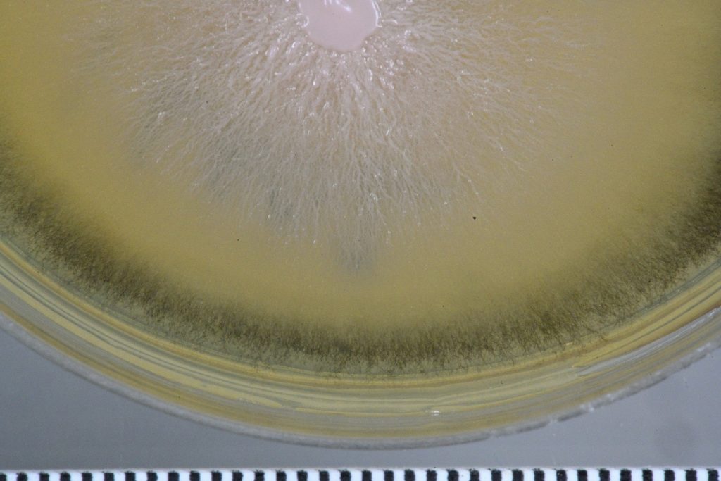 A pink yeast into a dark green circular band of fungal hyphae around the pink centre