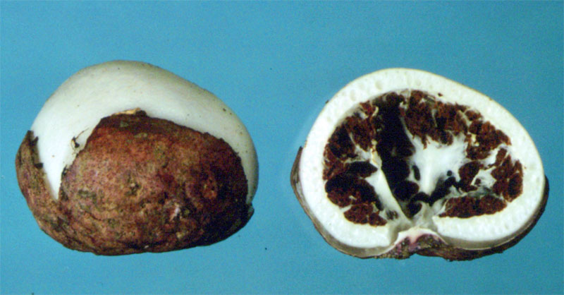 Claustula fischeri, Fischer’s Egg