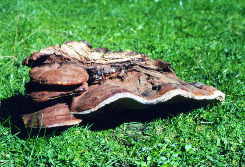 Ganoderma sp.