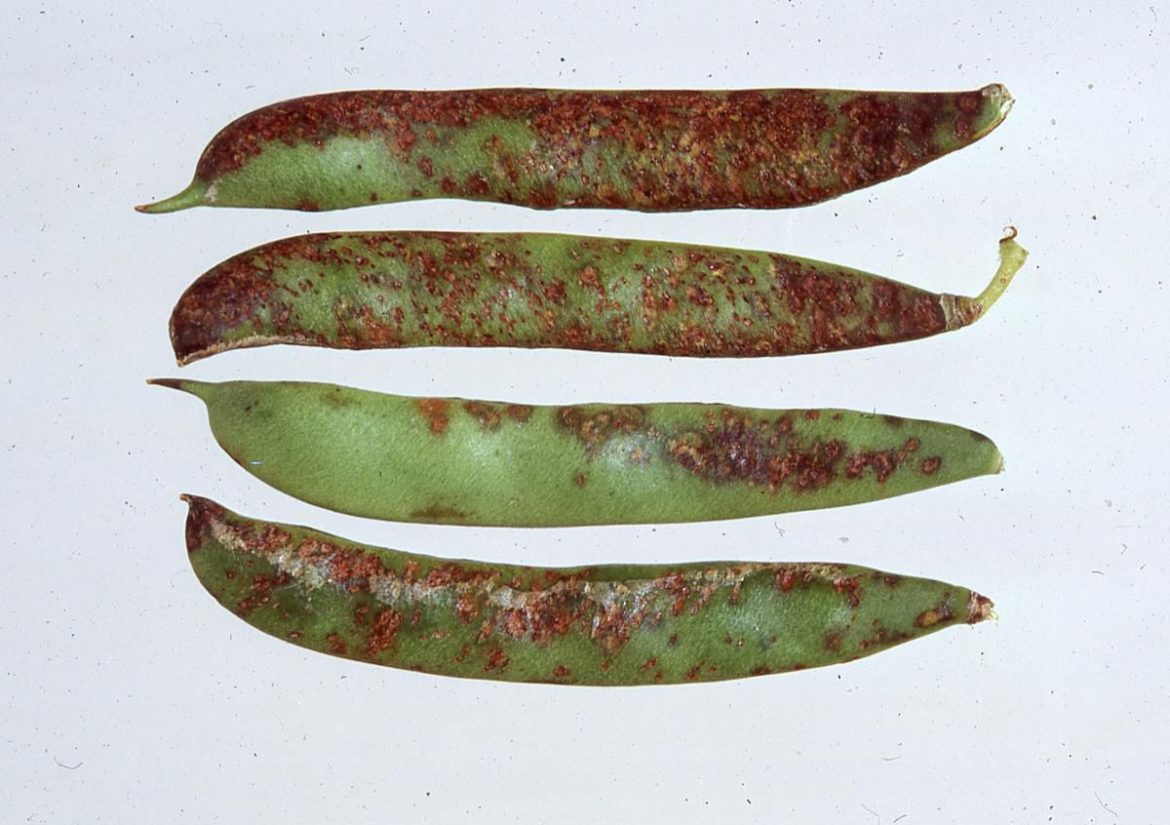 bean common bacterial blight bean common bacterial blight