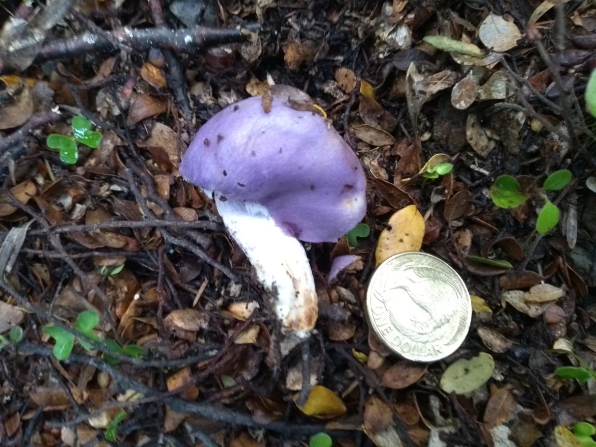 The King’s pouch fungus