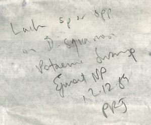Lachnum sp written on the paper