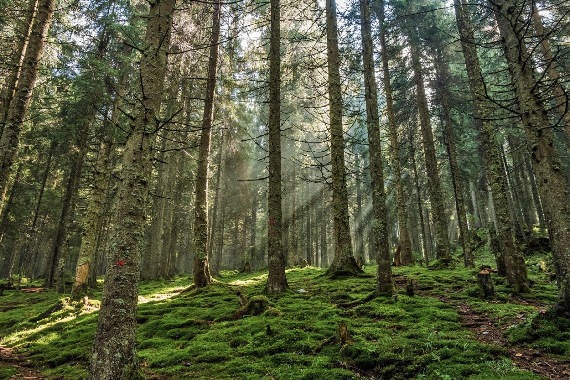 forest-967625_1280